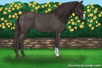 Horse Color:Smoky Blue Roan 