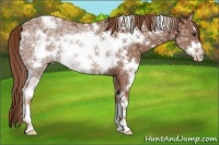 Horse Color:White Spotted Chestnut Ice Frame Rabicano