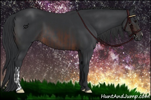 Horse Color:Black  and Brown 