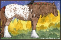 Horse Color:Chestnut Appaloosa 
