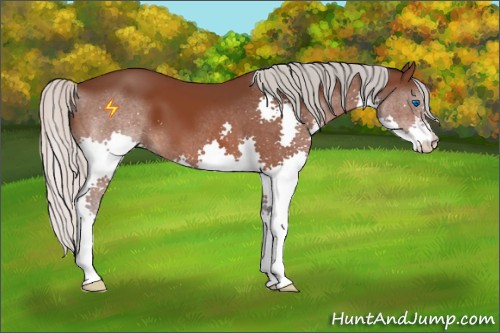 Horse Color:Silver Brown Splash 