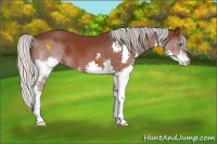 Horse Color:Silver Brown Splash 