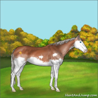 Horse Color:Silver Bay Splash 