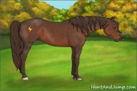 Horse Color:Liver Chestnut 