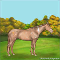 Horse Color:White Spotted Gold Champagne 