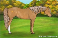 Horse Color:Palomino 