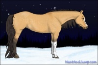 Horse Color:Buckskin Dun 