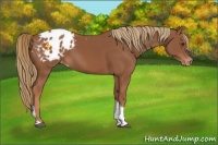 Horse Color:Chestnut Tobiano Appaloosa