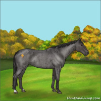 Horse Color:Smoky Blue Roan 