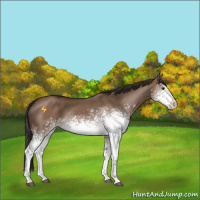 Horse Color:White Spotted Liver Red Dun 