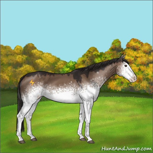 Horse Color:White Spotted Liver Red Dun