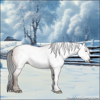 Horse Color:Gray Amber Champagne