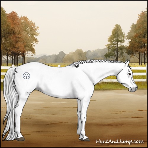 Horse Color:Gray White Spotted Black  and Gray White Spotted Black Appaloosa 