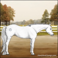 Horse Color:Gray White Spotted Black  and Gray White Spotted Black Appaloosa 