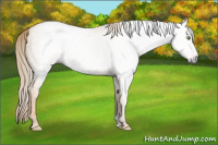 Horse Color:Gray Gold Champagne Dun 