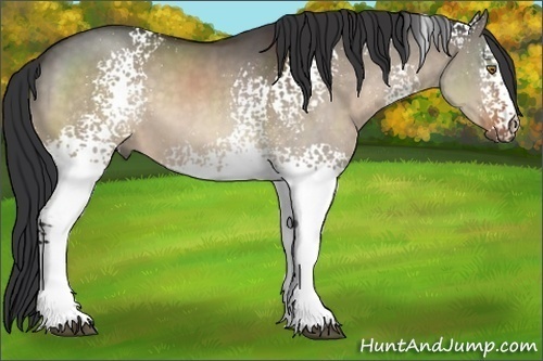Horse Color:White Spotted Brown Dun 