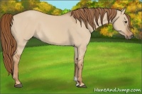 Horse Color:Red Dun 