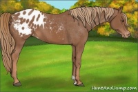 Horse Color:Chestnut Appaloosa