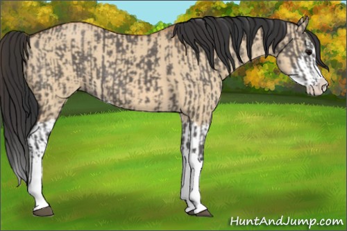 Horse Color:Grullo Sabino Splash  and Bay Dun Sabino Splash 