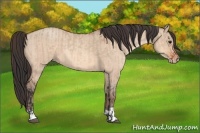 Horse Color:Bay Dun  and Amber Champagne Dun 
