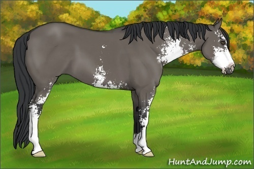 Horse Color:Grullo Sabino