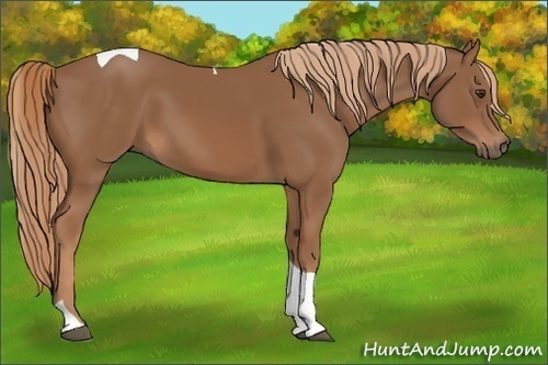 Horse Color:Chestnut Tobiano