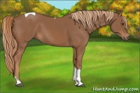 Horse Color:Chestnut Tobiano 