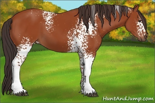 Horse Color:White Spotted Brown 