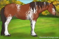 Horse Color:White Spotted Brown 