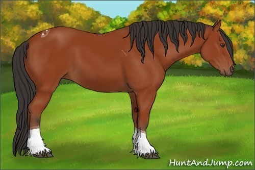 Horse Color:Brown Tobiano 