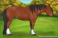 Horse Color:Brown Tobiano 