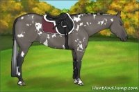 Horse Color:White Spotted Grullo