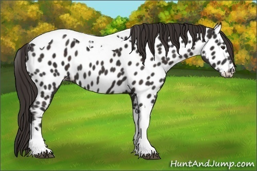 Horse Color:Liver Chestnut Tobiano Appaloosa 