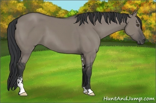 Horse Color:Grullo Sabino 