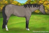 Horse Color:Grullo Sabino 