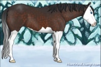 Horse Color:Brown Splash 