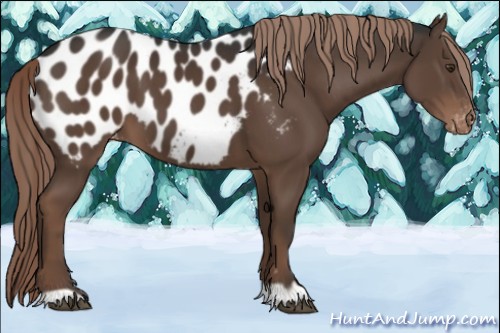Horse Color:Liver Chestnut Appaloosa 