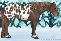 Horse Color:Liver Chestnut Appaloosa 