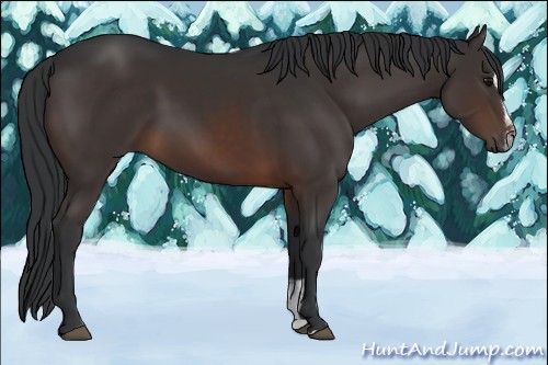 Horse Color:Brown Sabino 
