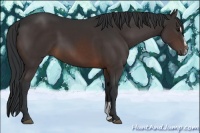 Horse Color:Brown Sabino 