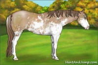 Horse Color:Black Pearl Sabino 