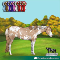 Horse Color:White Spotted Black Pearl Sabino