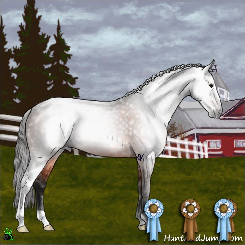 Horse Color:Gray Bay Sabino