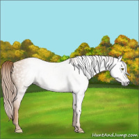 Horse Color:Gray Gold Champagne 