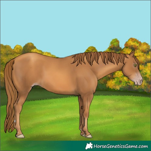 Horse Color:Gray Gold Champagne 