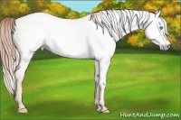 Horse Color:Gray Amber Cream Champagne Pearl 