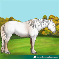 Horse Color:Gray Gold Champagne 