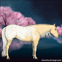 Horse Color:Palomino Appaloosa 