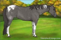 Horse Color:Grullo Tobiano Varnish 