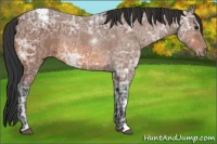 Horse Color:Bay Ice Appaloosa 